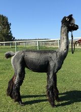 alpaca for sale