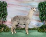 alpaca for sale