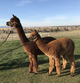 Amani & 2018 male cria