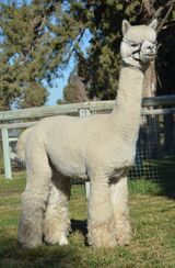 alpaca for sale