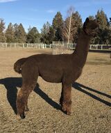 alpaca for sale