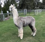 alpaca for sale