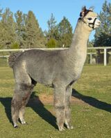 alpaca for sale