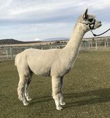 alpaca for sale