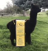 alpaca for sale