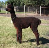 alpaca for sale