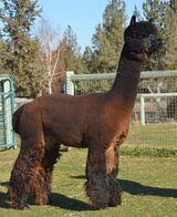 alpaca for sale