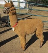 alpaca for sale