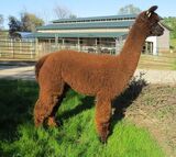 alpaca for sale