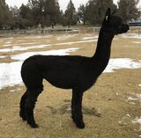 alpaca for sale