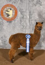 alpaca for sale