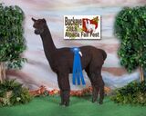 alpaca for sale