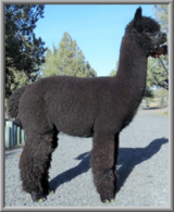 alpaca for sale