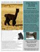 Paternal Grandsire:  SNOWMASS ANDEAN MIDNIGHT