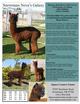 alpaca for sale