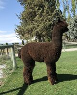 alpaca for sale