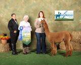 alpaca for sale