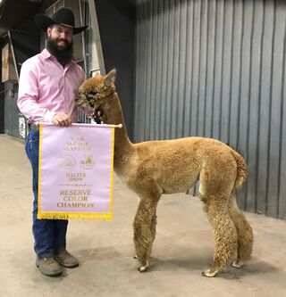 Estates Harmonic Passion - Fawn Female Reserve Champ & 1st Place