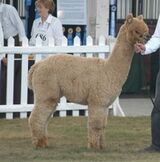 alpaca for sale