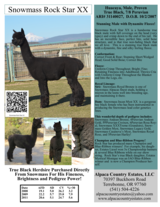 alpaca for sale