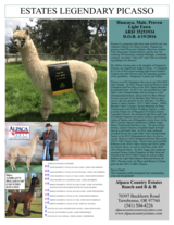 alpaca for sale