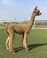 alpaca for sale