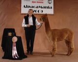 alpaca for sale