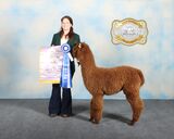 alpaca for sale