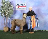 alpaca for sale