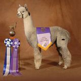 alpaca for sale