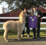 alpaca for sale