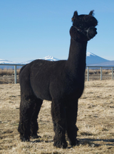 alpaca for sale