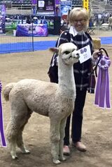 alpaca for sale