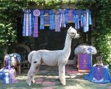 alpaca for sale