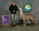 alpaca for sale