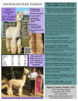 alpaca for sale