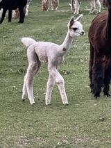 alpaca for sale