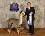 ANDINA RAYANNE:  2016 Alpaca Breeders Invitational