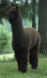 alpaca for sale