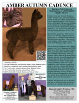 alpaca for sale