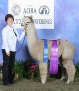 alpaca for sale