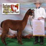 alpaca for sale