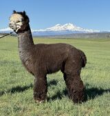 alpaca for sale