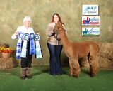 ESTATES ELECTROJET'S LEGACY LASS:  2024 Fall Alpaca Spectacular Iowa Shows