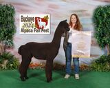 ESTATES AMERETTO'S ROYAL KNIGHT:  2024 Buckeye Alpaca Fall Fest