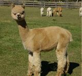 alpaca for sale