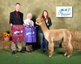 ESTATES RINGMASTER'S CROWN SCEPTER:  2024 Diamond Classic Alpaca Show