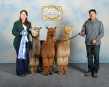 Alpaca Country Estates: 2024 GWAS -1st Place, Breeder's Best Three