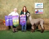 GIOVANNI'S TITANIUM ROYALE:  3X Color Champ at 2024 Fall Alpaca Spectacular Iowa Shows