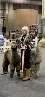 alpaca for sale